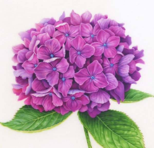 Гортензия Botanical