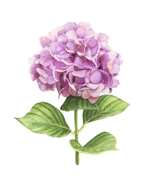 Гортензия Ботаническая иллюстрация