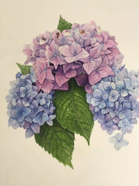 Гортензия Botanical