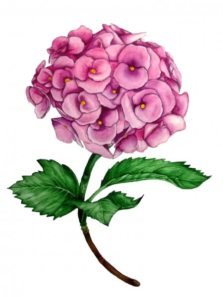 Гортензия нарисовать