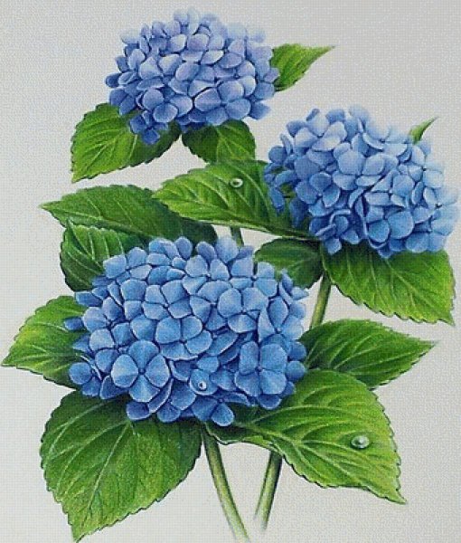 Гортензия Ботаническая зарисовка