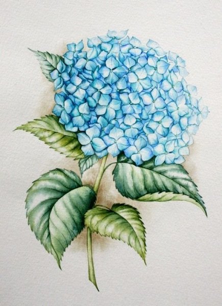 Цветы акварель гортензия