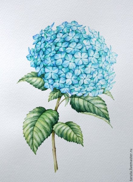 Гортензия для срисовки