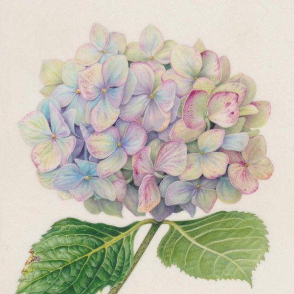 Ботаническая живопись акварелью гортензия