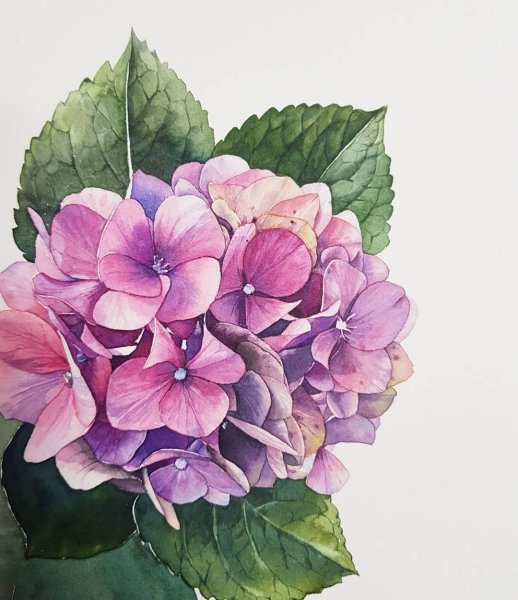 Гортензия крупнолистная рисунок