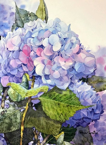 Гортензия букет акварель