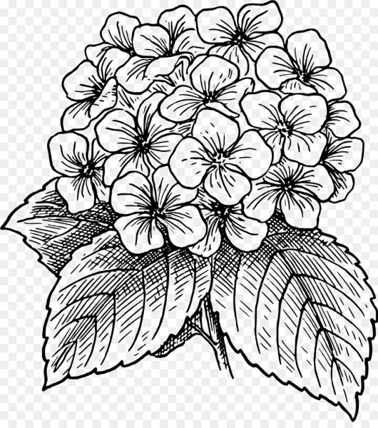 Сиреневая гортензия акварель