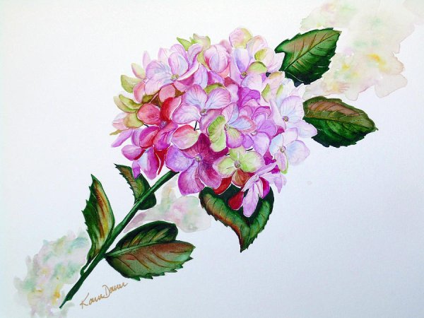 Гортензия референс