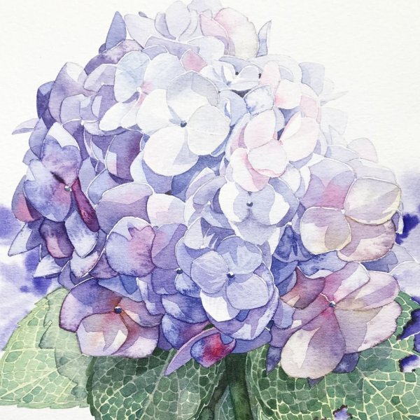 Watercolour гортензия