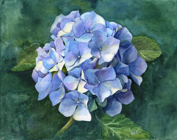 Гортензии Светлана Шенк живопись