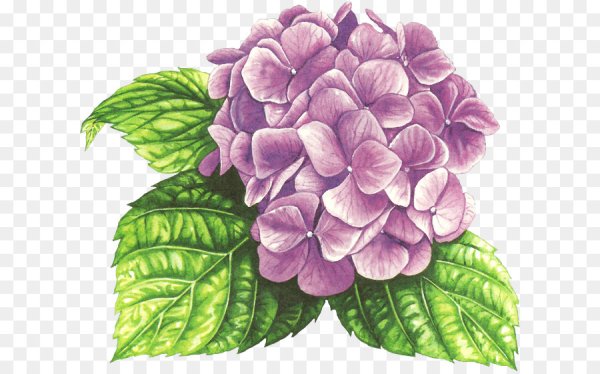 Скетчинг маркерами гортензия