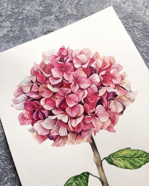 Гортензия метельчатая акварель