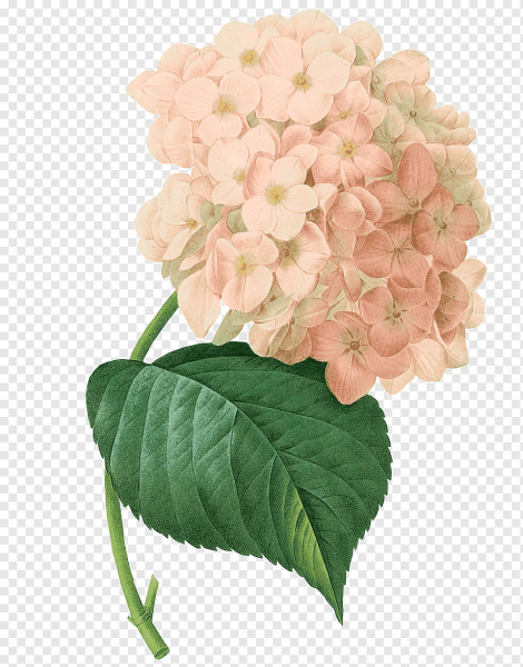 Гортензия Бриггс