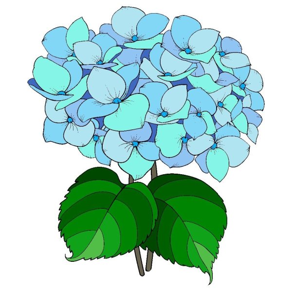 Гортензия Векторная