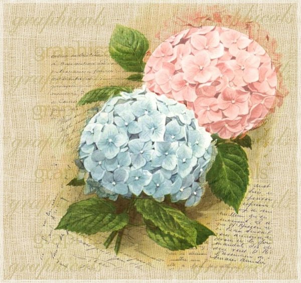 Скетч гортензия метельчатая