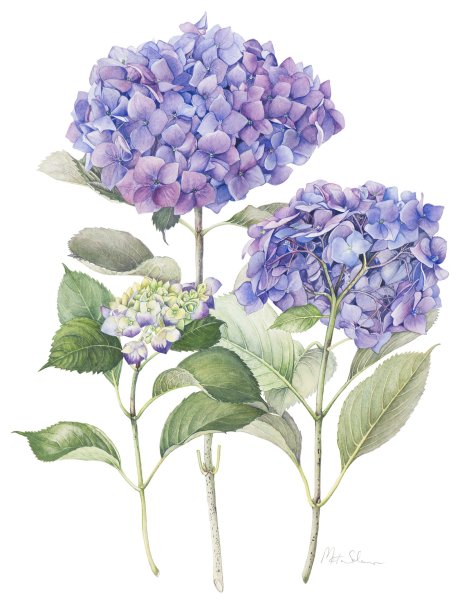 Гортензия метельчатая вектор