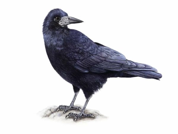 Грач на прозрачном фоне