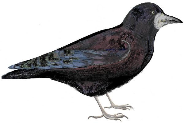 Грач для детей