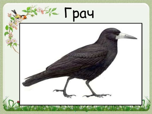 Карточки с перелетными птицами Грач