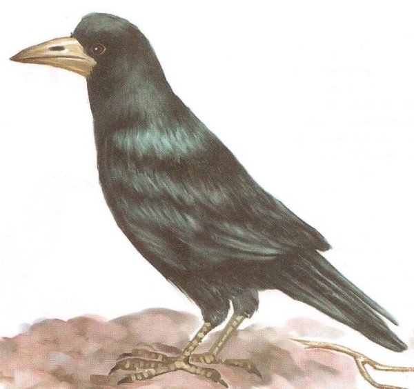 Грач для детей