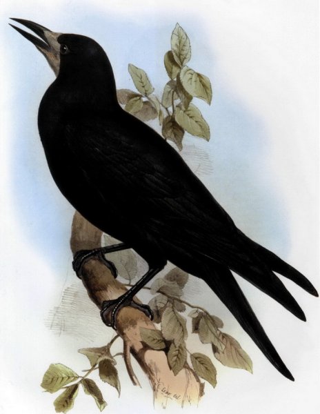 Грач для детей