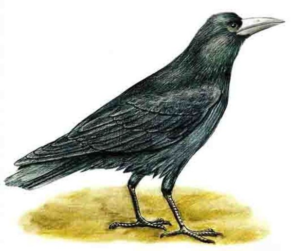 Ласточка Кукушка скворец