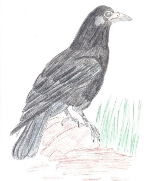 Рисование Грача