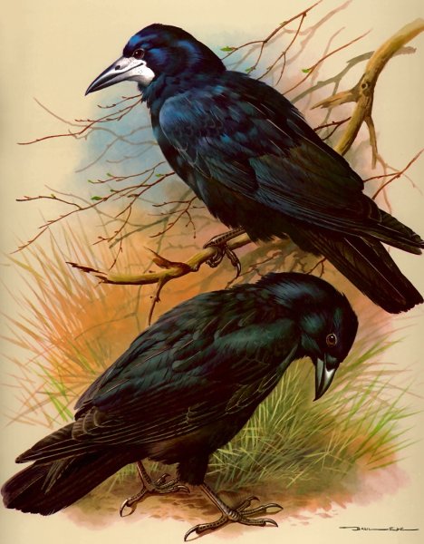 Грач и грачиха