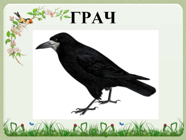 Грач для дошкольников