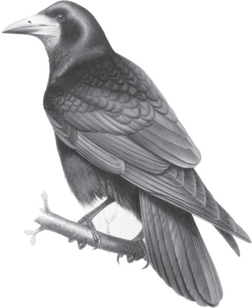 Грач для дошкольников