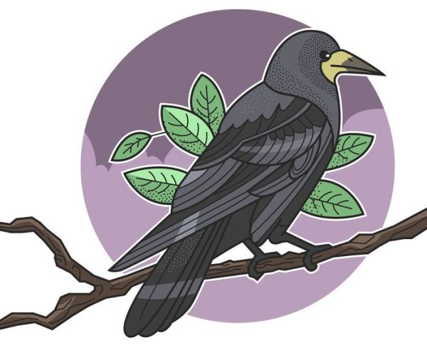 Изображение Грача для детей