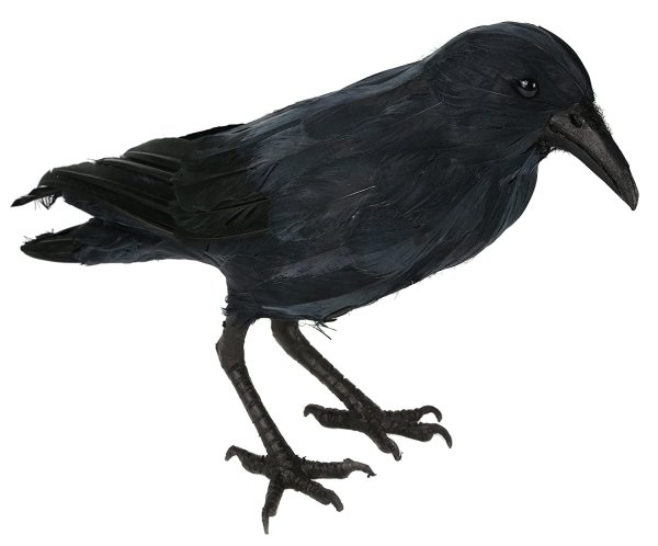 Ворона на прозрачном фоне