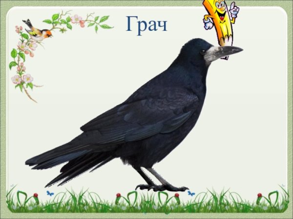 Грач для детей