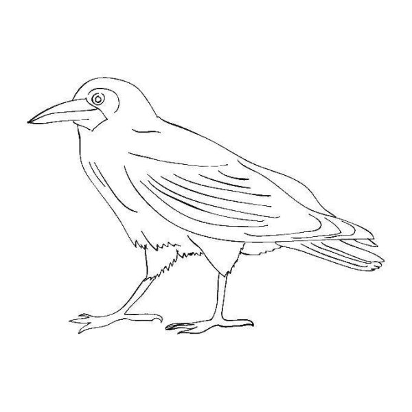 Ворона раскраска