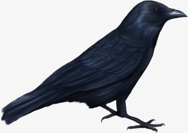 Грач для детей