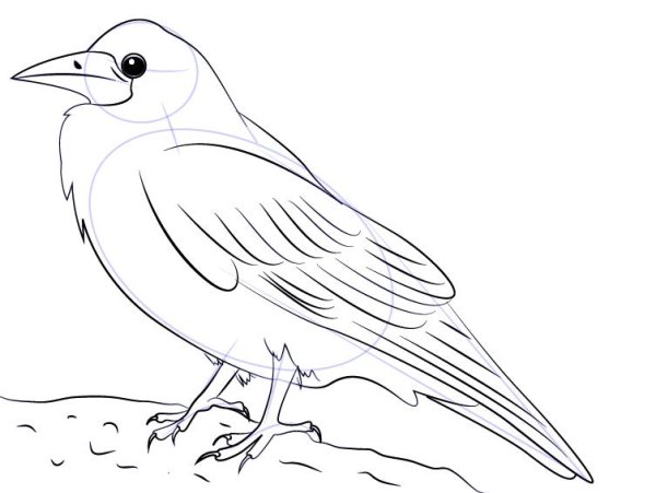 Грач раскраска для детей