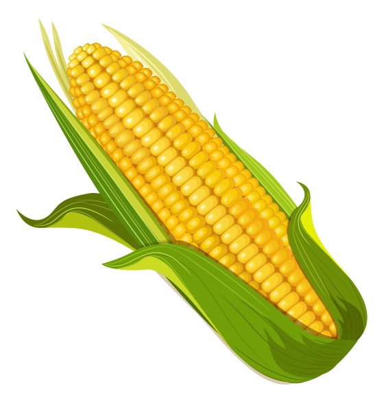 Кукуруза на белом фоне
