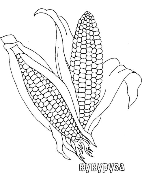 Кукуруза раскраска для детей