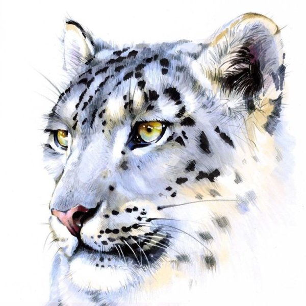 Снежный Барс Ирбис рисунок