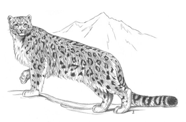 Снежный Барс Ирбис