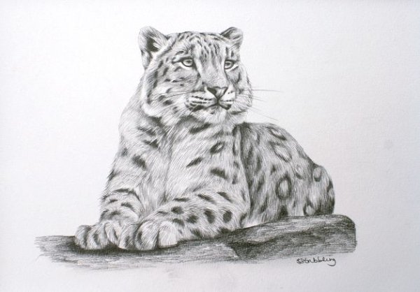 Снежный Барс карандашом