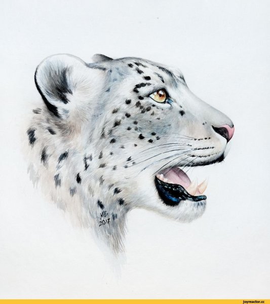 Барс Ирбис рисунок