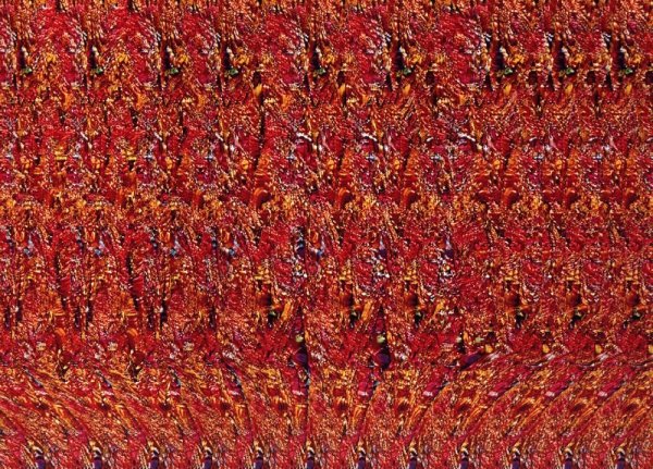 Стереограмма Король Лев