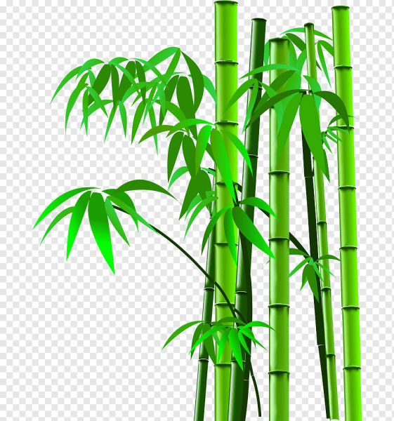 Бамбук рисунок