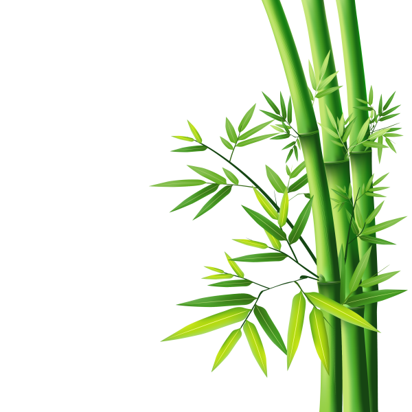 Фикус бамбук