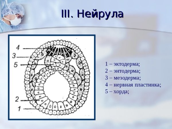 Эктодерма мезодерма энтодерма рисунок
