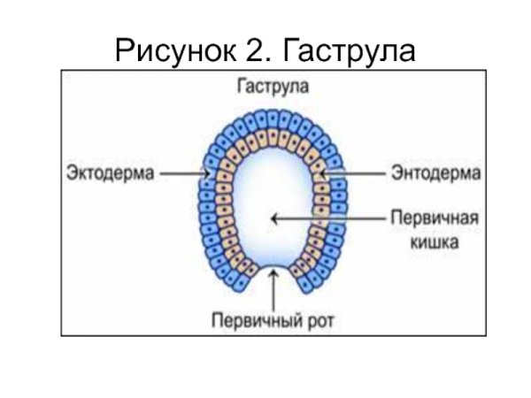 Гаструла. Строение. С подписями.