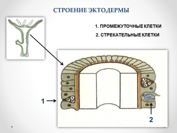 Строение промежуточной клетки эктодермы