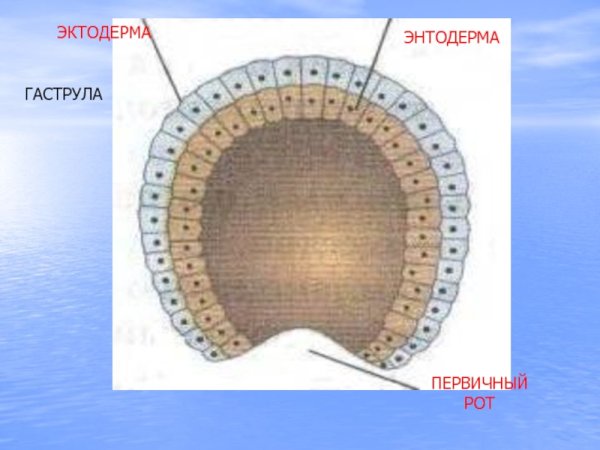Гаструла 3х слойная