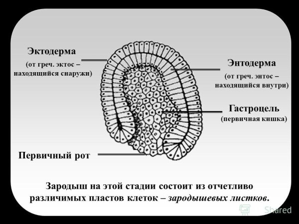 Гаструла эктодерма бластопор